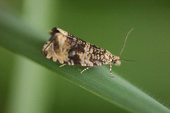 Syricoris