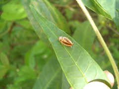 Celeriblattina minor