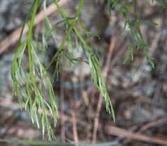 Lomatium caruifolium caruifolium