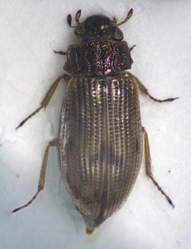 Helophorus