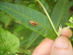 Celeriblattina minor