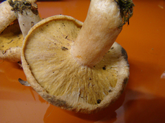 Hypomyces lithuanicus