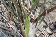 Lomatium caruifolium caruifolium