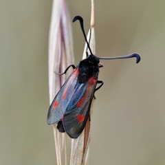 Zygaena sarpedon