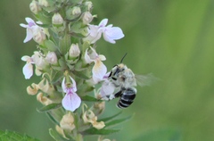 Anthophora californica