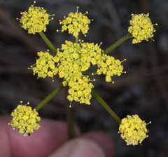 Lomatium caruifolium caruifolium