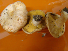 Hypomyces lithuanicus