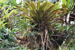 Tillandsia complanata