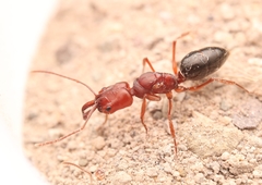 Odontomachus clarus