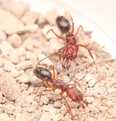 Odontomachus clarus