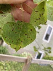 Diplocarpon