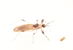 Oncocephalus nubilus