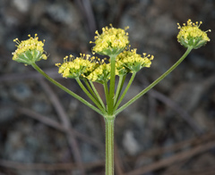 Lomatium caruifolium caruifolium
