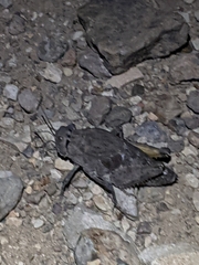 Phrynotettix robustus