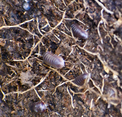 Circoniscus ornatus
