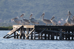 Pelecanus crispus