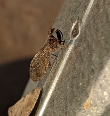 Plega dactylota