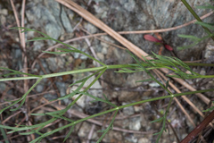 Lomatium caruifolium caruifolium