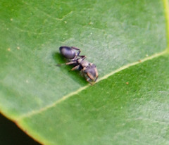 Cephalotes spinosus