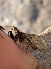 Plega dactylota