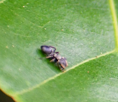 Cephalotes spinosus