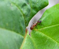 Nesomyrmex