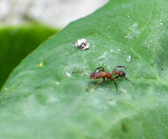 Nesomyrmex