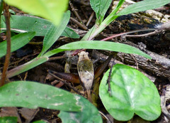 Eneoptera surinamensis