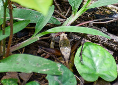 Eneoptera surinamensis