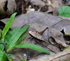 Eneoptera surinamensis