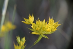Bupleurum veronense
