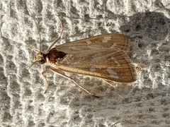 Diastictis