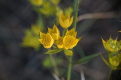 Bupleurum veronense