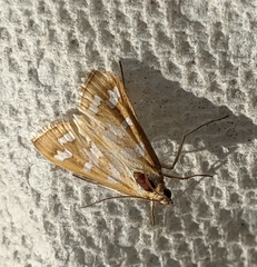 Diastictis