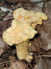Cantharellus lateritius