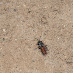 Holcopasites calliopsidis