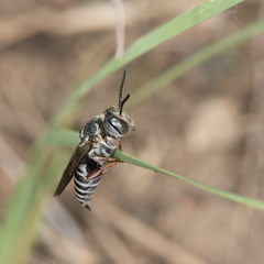 Coelioxys octodentatus