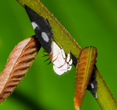 Membracis tectigera