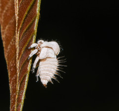 Membracis tectigera