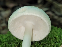 Amanita bisporigera