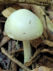Amanita bisporigera