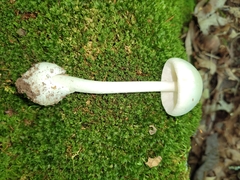Amanita bisporigera
