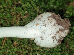Amanita bisporigera