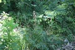 Thlaspi arvense