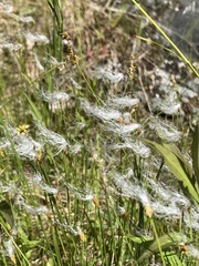 Trichophorum alpinum