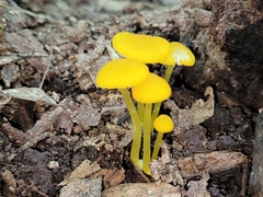 Pluteus chrysophlebius