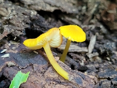 Pluteus chrysophlebius