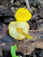 Pluteus chrysophlebius