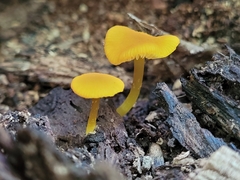Pluteus chrysophlebius
