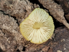 Pluteus chrysophlebius